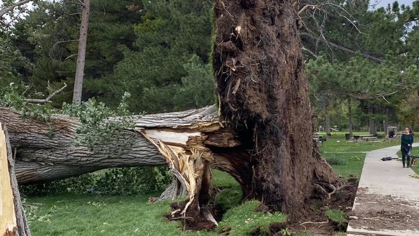 Large fallen tree with roots