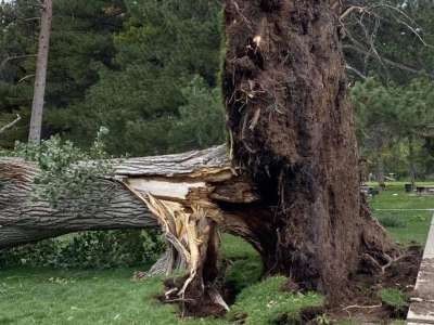 Large fallen tree with roots