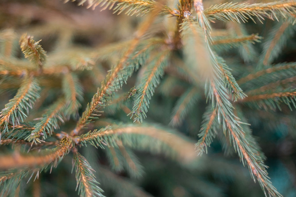 close up of evergreen branches