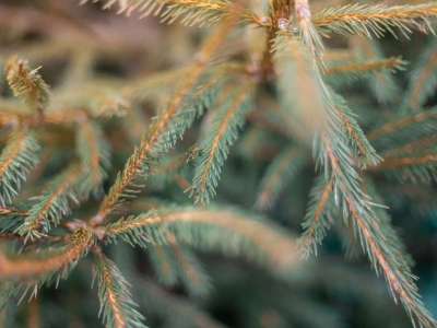 close up of evergreen branches