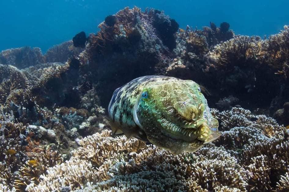 Photo: Broad-club cuttlefish at our mangrove site on Lombok Photo: Broad-club cuttlefish at our mangrove site on Lombok