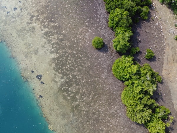 Photo: Reforestation site of Sorce on Lombok Island Treeapp’s reforestation site of Sorce on Lombok Island