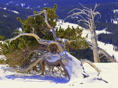 Bristlecone in snow