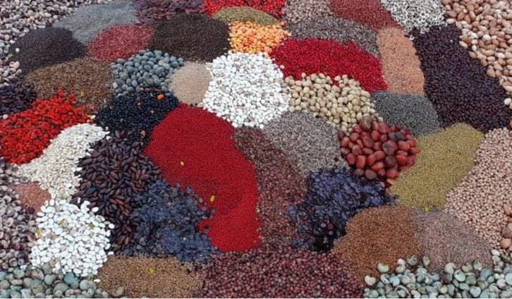 Photo: Various seeds gathered from native tree species in Minas Gerais Treeapp’s various seeds gathered from native tree species in Minas Gerais