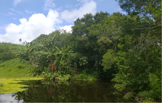 Photo: Reforestation site of Cepan in Pernambuco Treeapp’s reforestation site of Cepan in Pernambuco