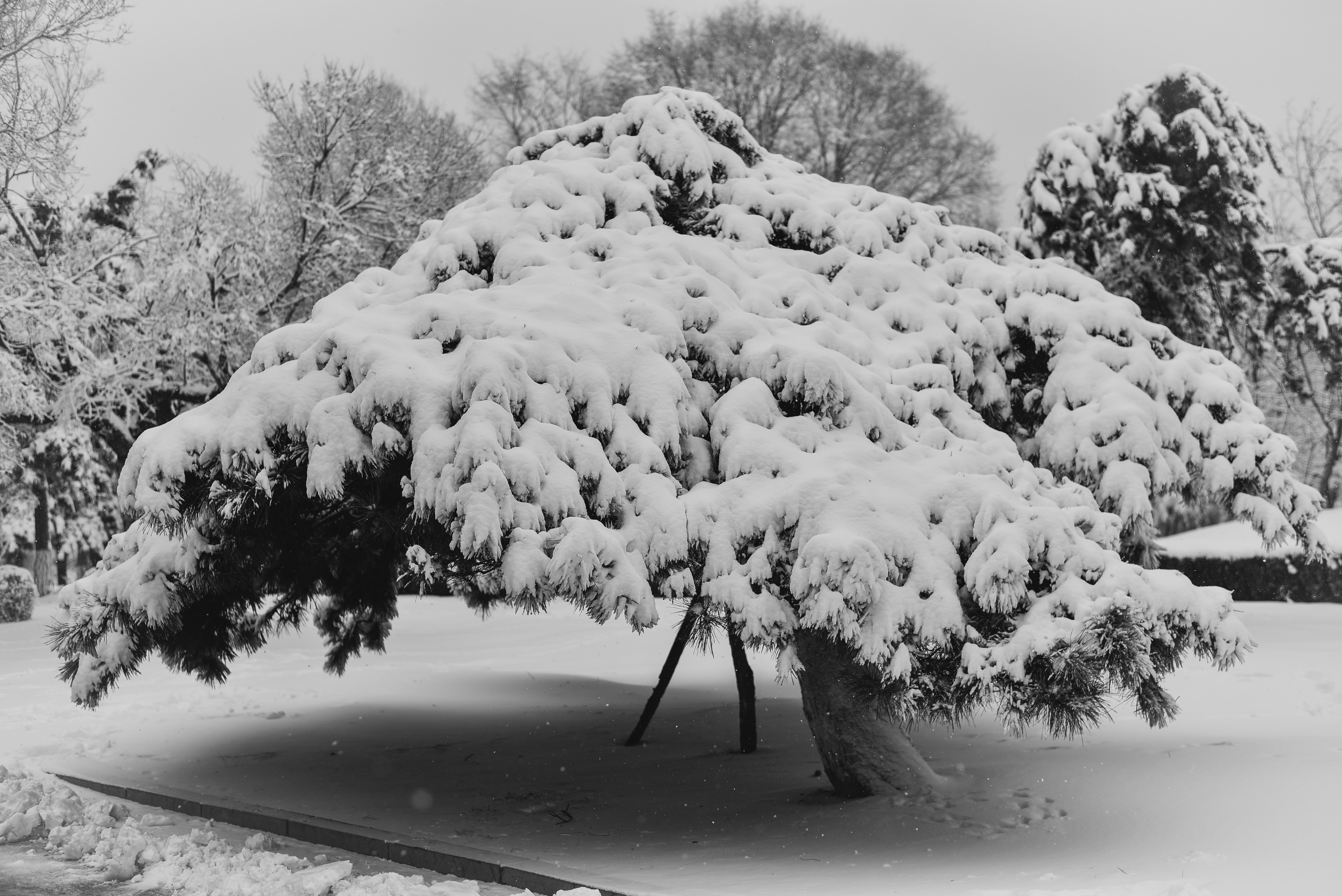 tree covered in snow