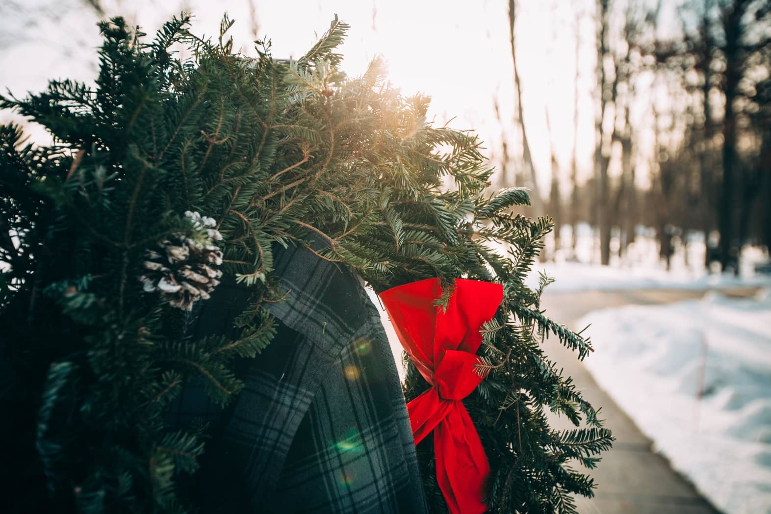 Photo: Christmas tree (Source: Unsplash) Treeapp Christmas tree (Source: Unsplash)