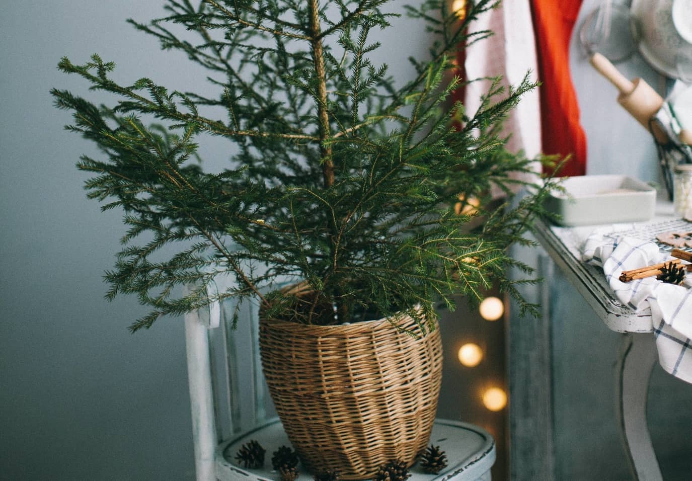 Photo: Potted Christmas tree (Source: Unsplash) Photo: Potted Christmas tree (Source: Unsplash)