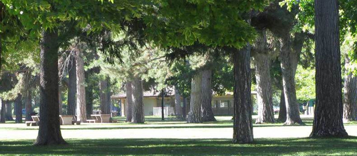 tall trees in park