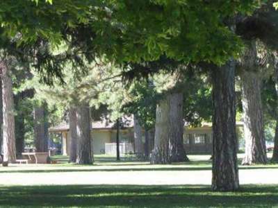 tall trees in park