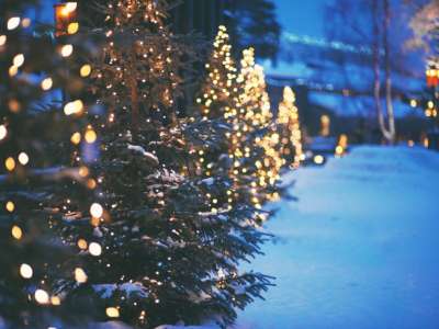 Trees in a row with christmas lights 
