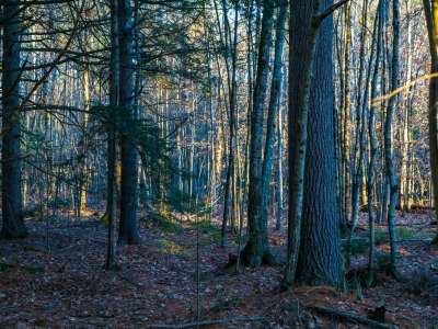 Dark forest of tall trees
