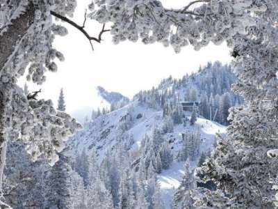 snowy mountains framed by snow covered trees