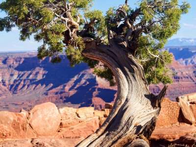 Juniper in red rock desert