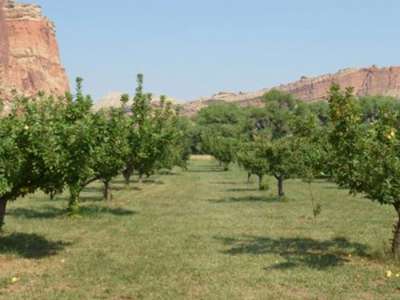 fruit orchard in red rock desert
