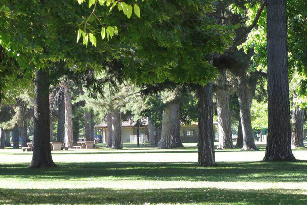 tall trees in liberty park