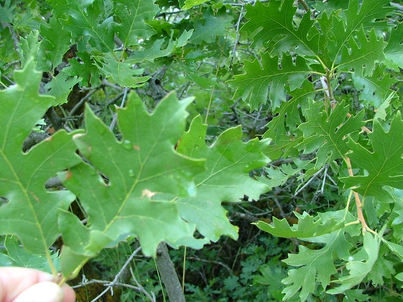 green oak leaves