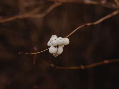 White Dogwood Bud