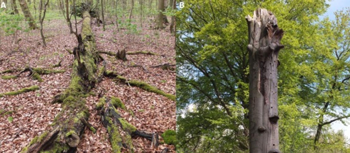 dead tree on forest floor covered in moss and dead tree standing
