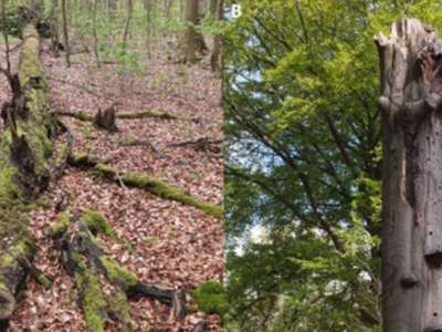 dead tree on forest floor covered in moss and dead tree standing