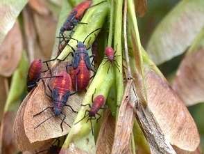 Box elder bugs on maple seeds