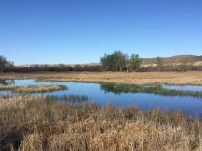 wetlands with yellow grasses