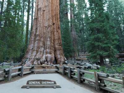 Redwood Tree