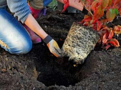 Person planting tree with red leaves