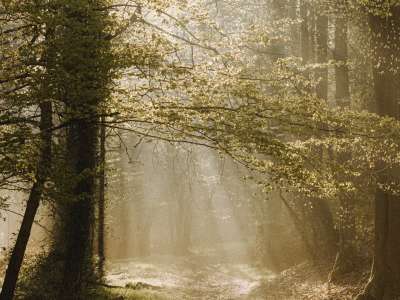 Tree with light beams