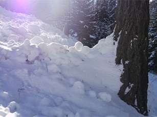 Snow pushing up against a tree