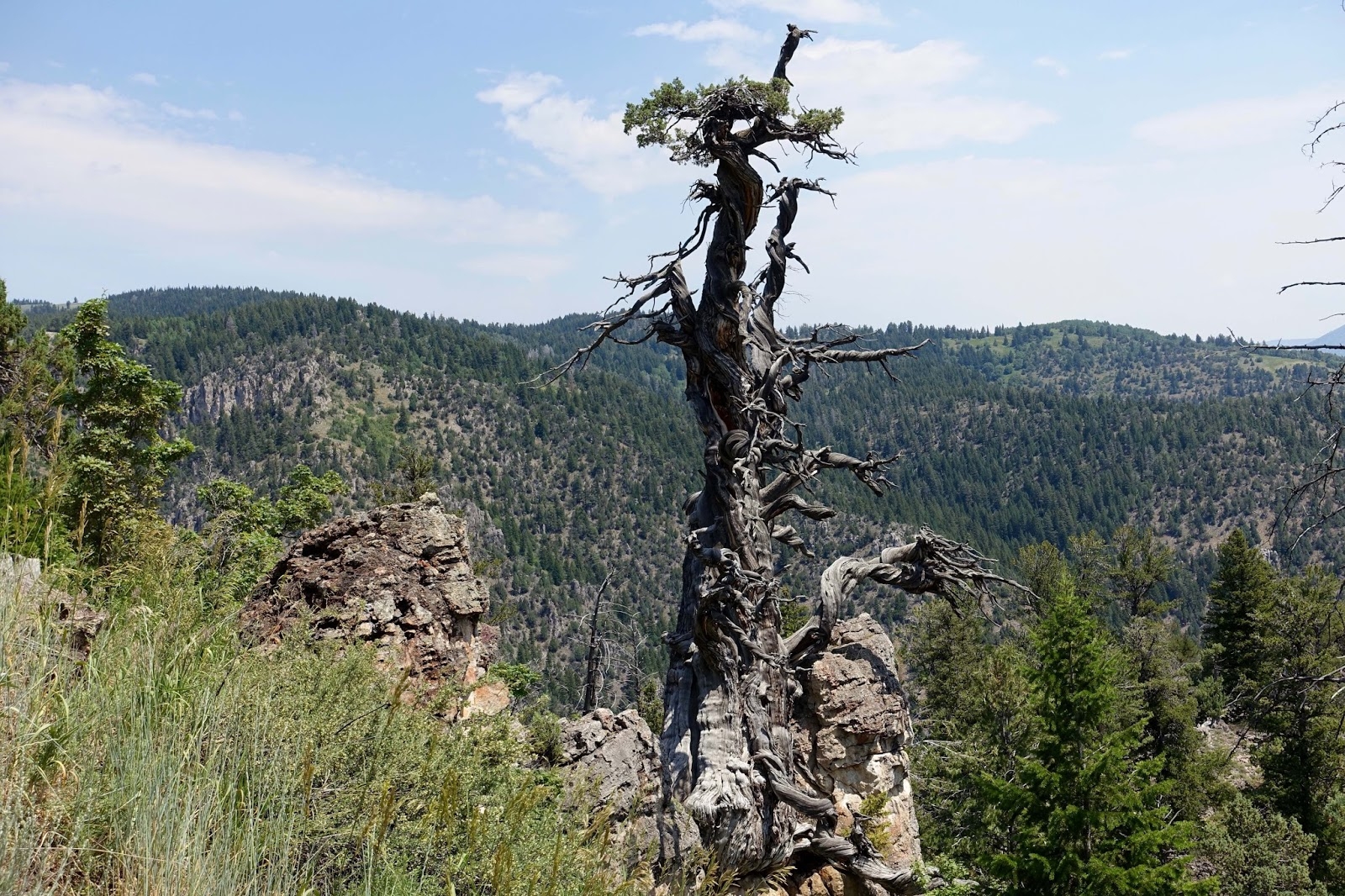 juniper tree