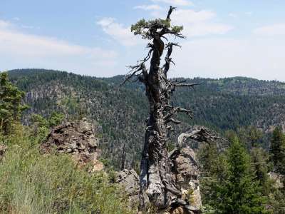 juniper tree