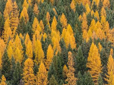 Golden Larches against evergreens