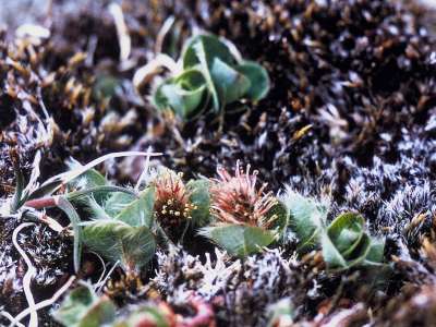 Close up of arctic willow buds