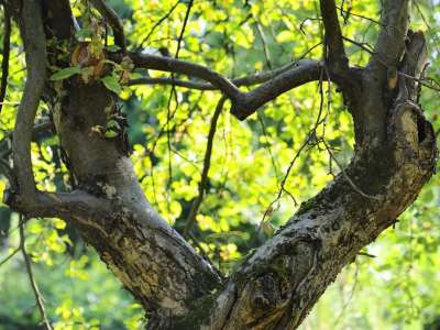 Tree branches in shape of heart