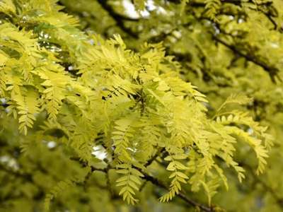 Honey locust leaves