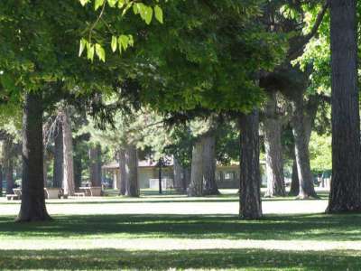 photo of liberty park with tall trees