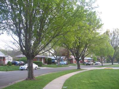 tree-lined street