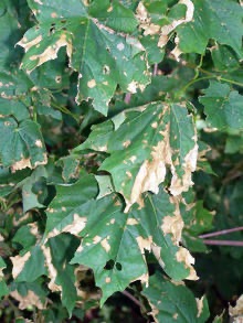 anthracnose2.jpg
