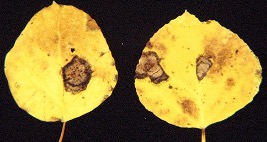 aspen_leaf_spot.jpg