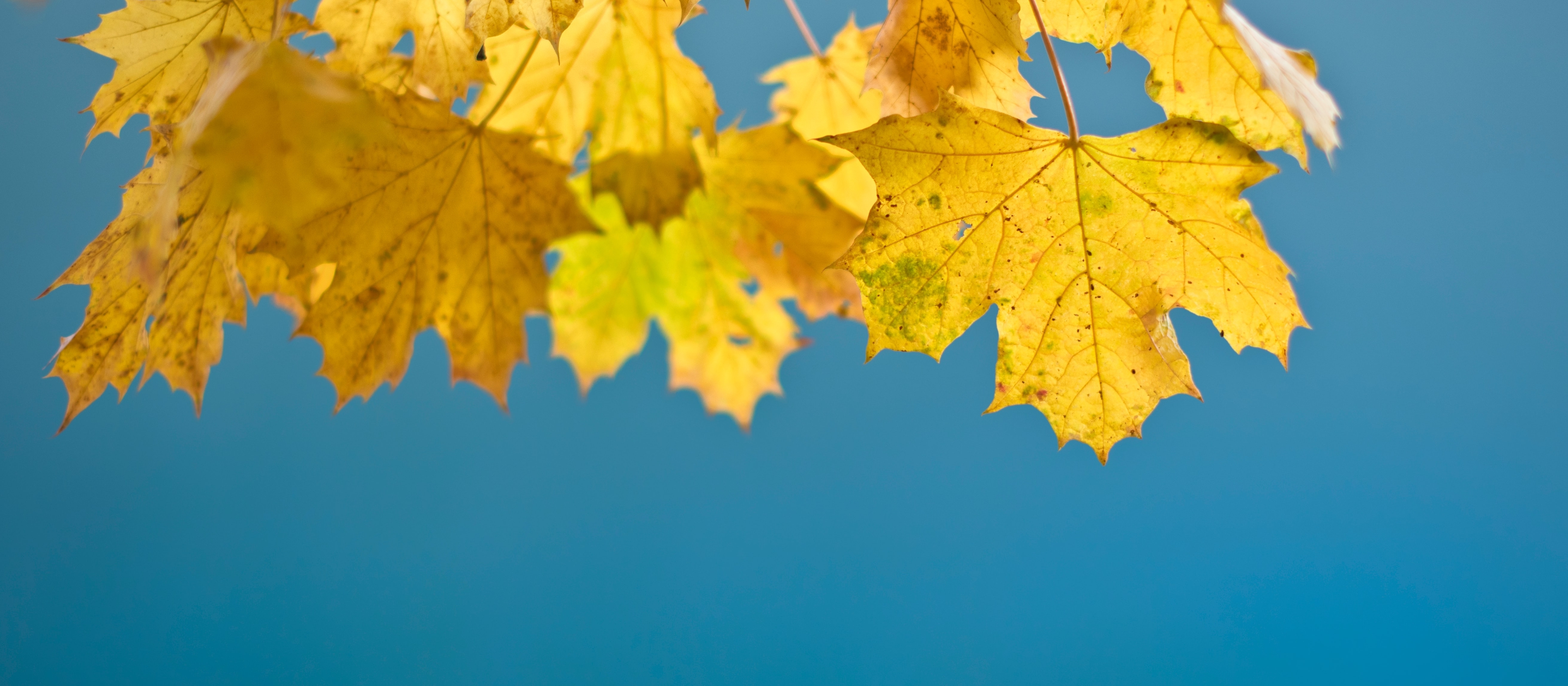 yellow maple leaves on blue sky