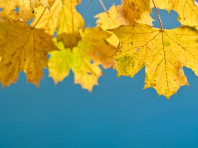 yellow maple leaves on blue sky