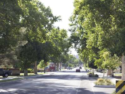 Tree lined street