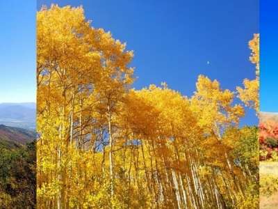 Collage of different autumn colored trees