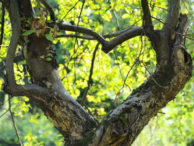 Tree branches in shape of heart