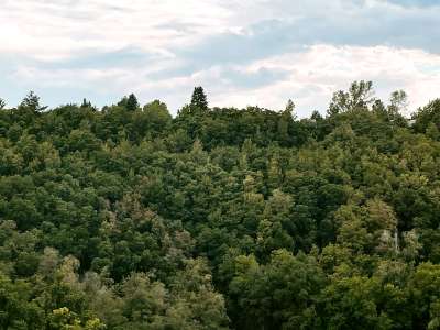 tree tops