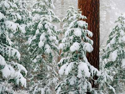 Fir trees covered in snow