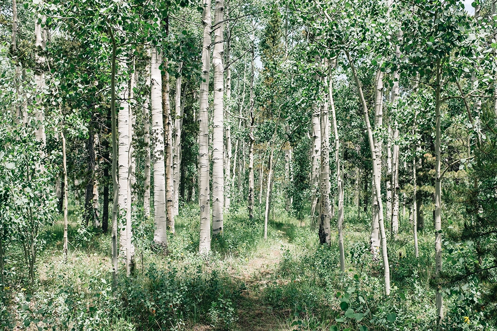 Aspen grove in summer