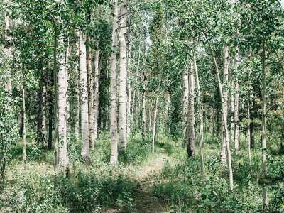 Aspen grove in summer