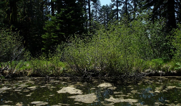 shrub in forest